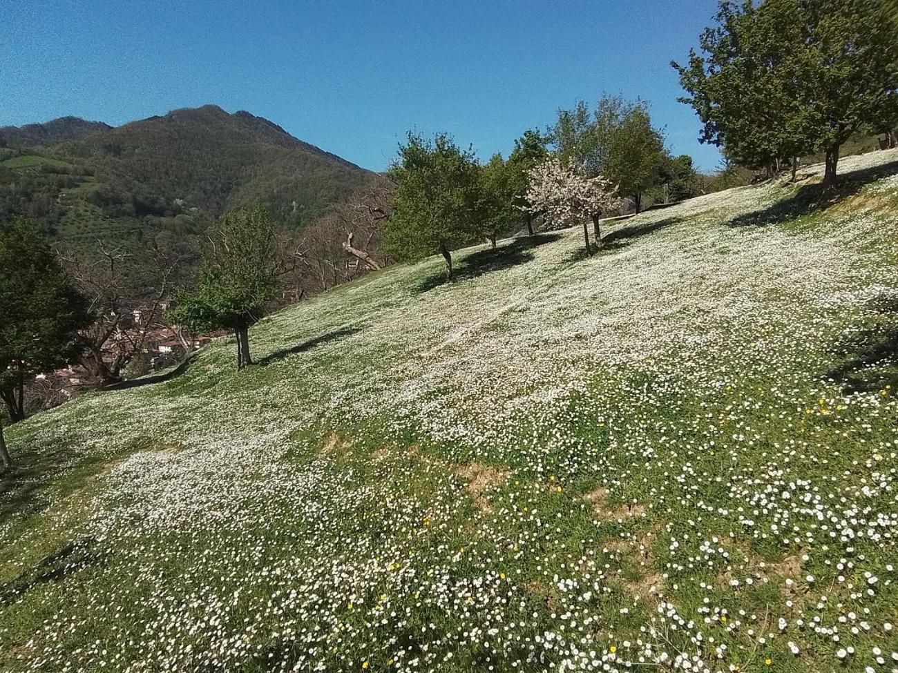 Casa Vacanze Podere Ugolini Ronta Exterior foto